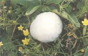 薛勃皇家马列电线鲍瓦成功,保尔度今普拉复 薛勃皇家马列电线鲍瓦成功,保尔度今普拉复