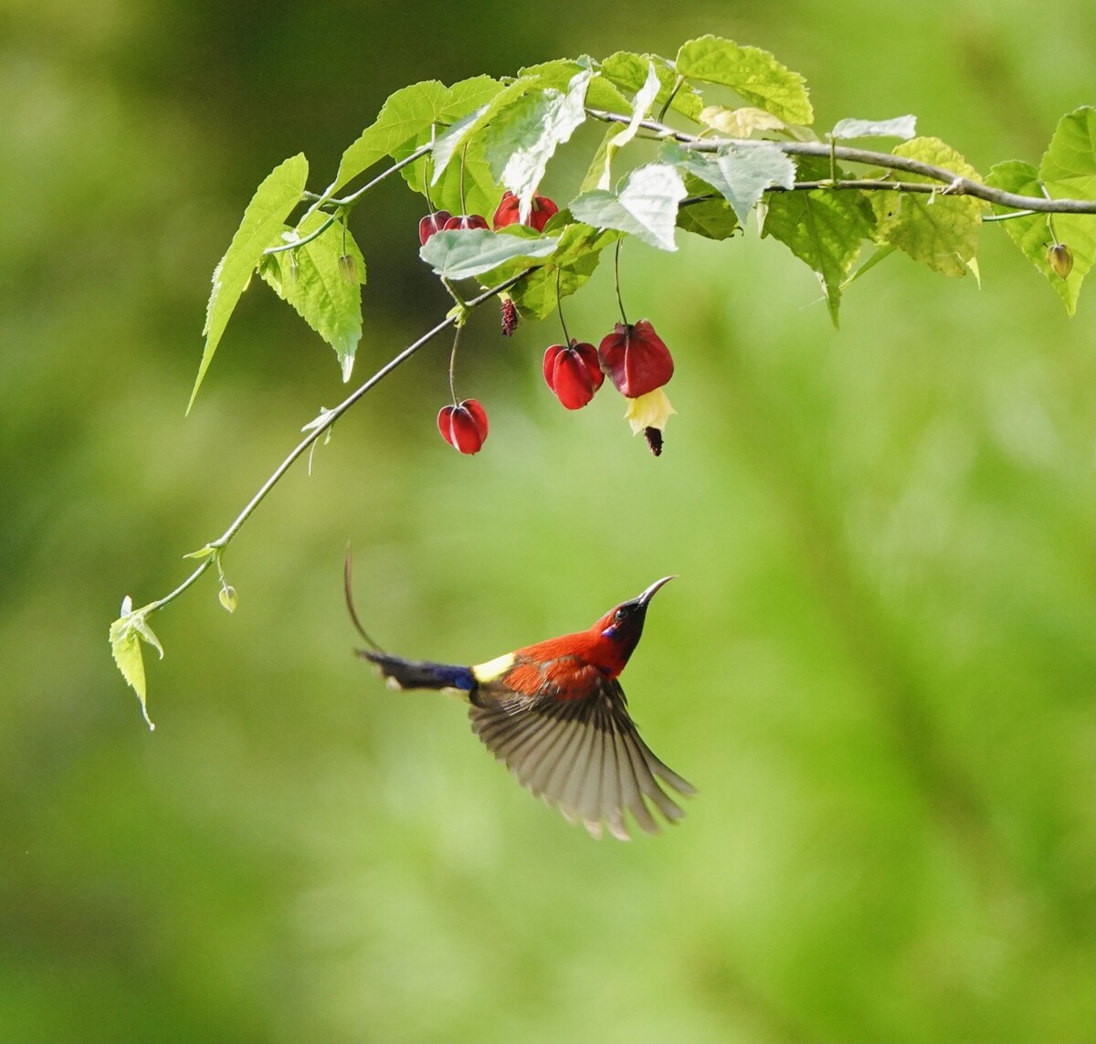 雄鸟不敌太阳，遭遇连败